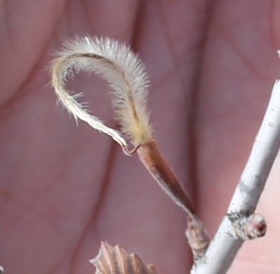 true mountain mahogany seed