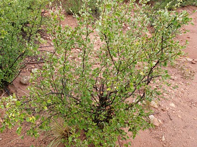 Mountain Mahogany