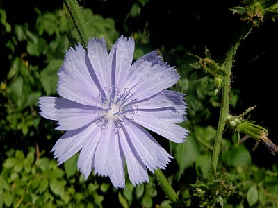 Chicory