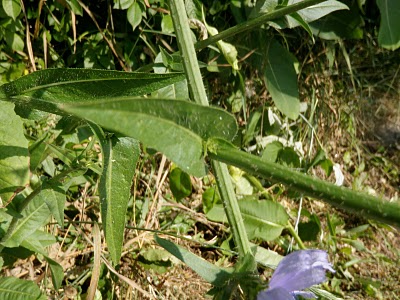 Chicory Leaf