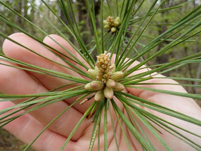 Loblolly Pine