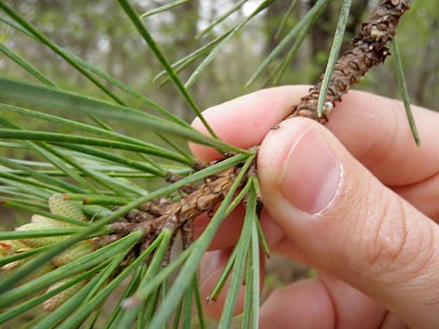 Loblolly Pine