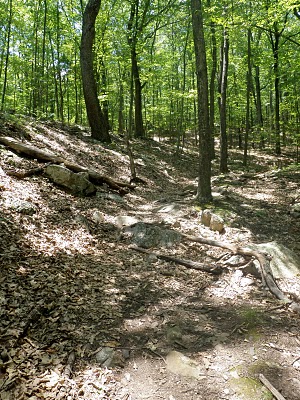 Blue Suck Falls Trail