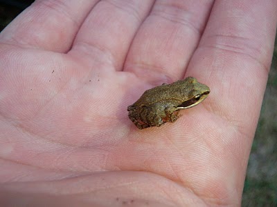 Wood Frog
