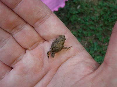American Toad
