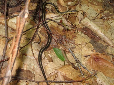 Garter Snake