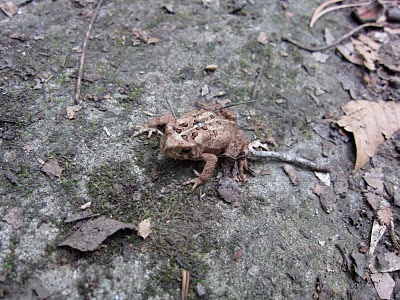 American Toad