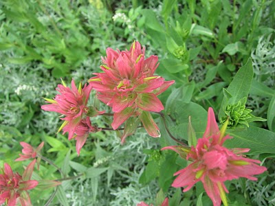 Indian Paintbrush