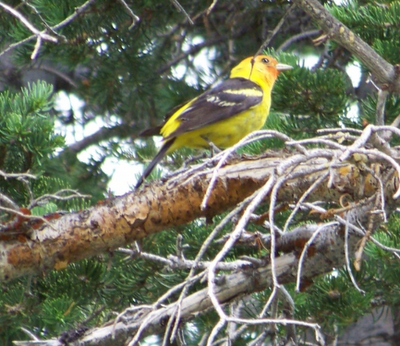 Western Tanager