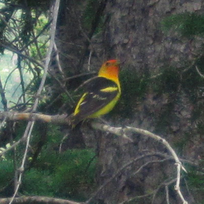 Western Tanager