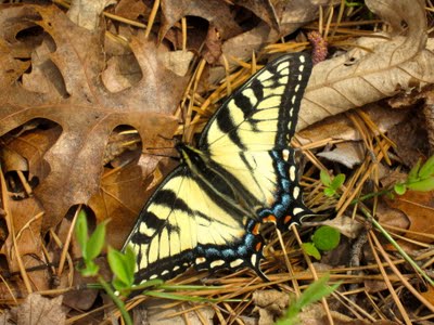 Swallowtail Butterfly