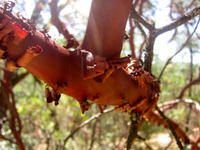 Pacific Madrone