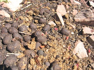 moose droppings