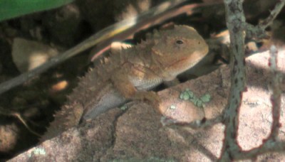 pygmy short-horned lizard
