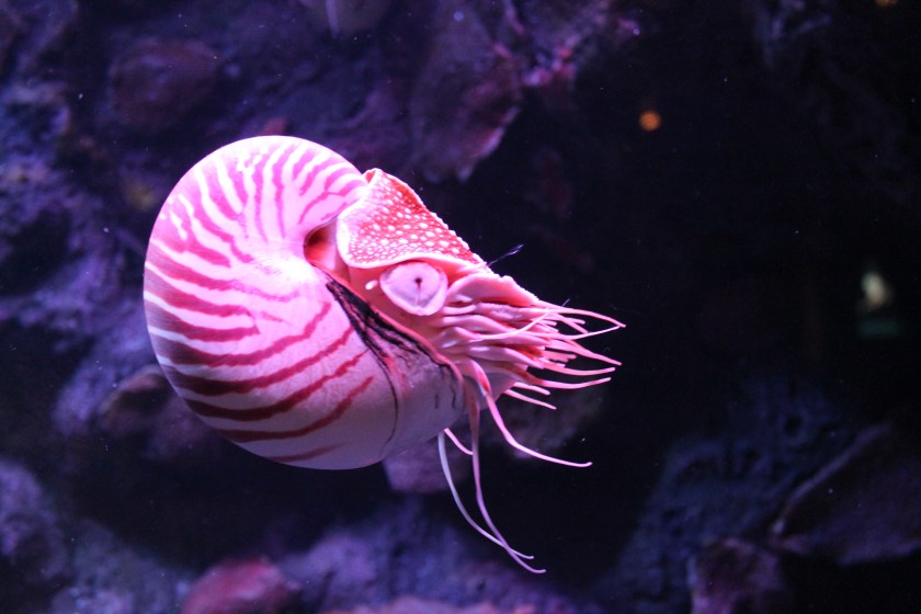 Chambered Nautilus
