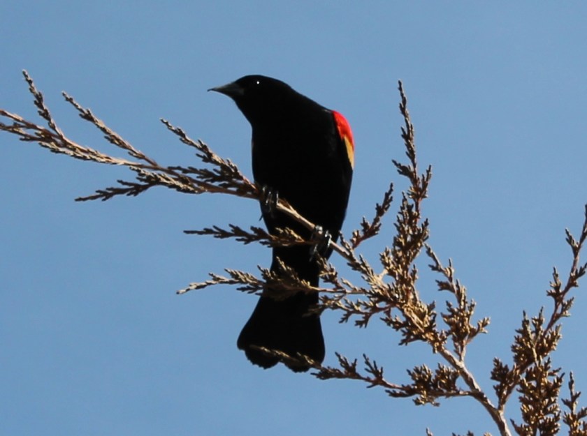 a red-winged blackbird a red-winged blackbird