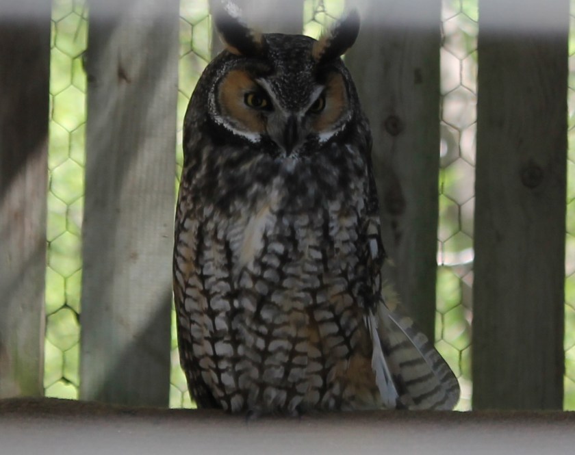 Long-Eared Owl