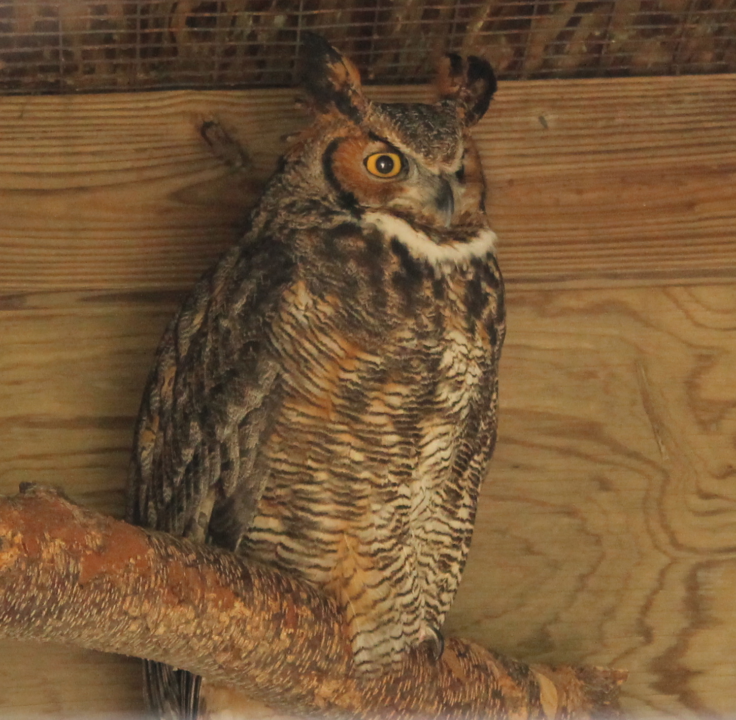 Macbride Nature Recreation Area – Hiking Trails, Raptor Center – Iowa ...