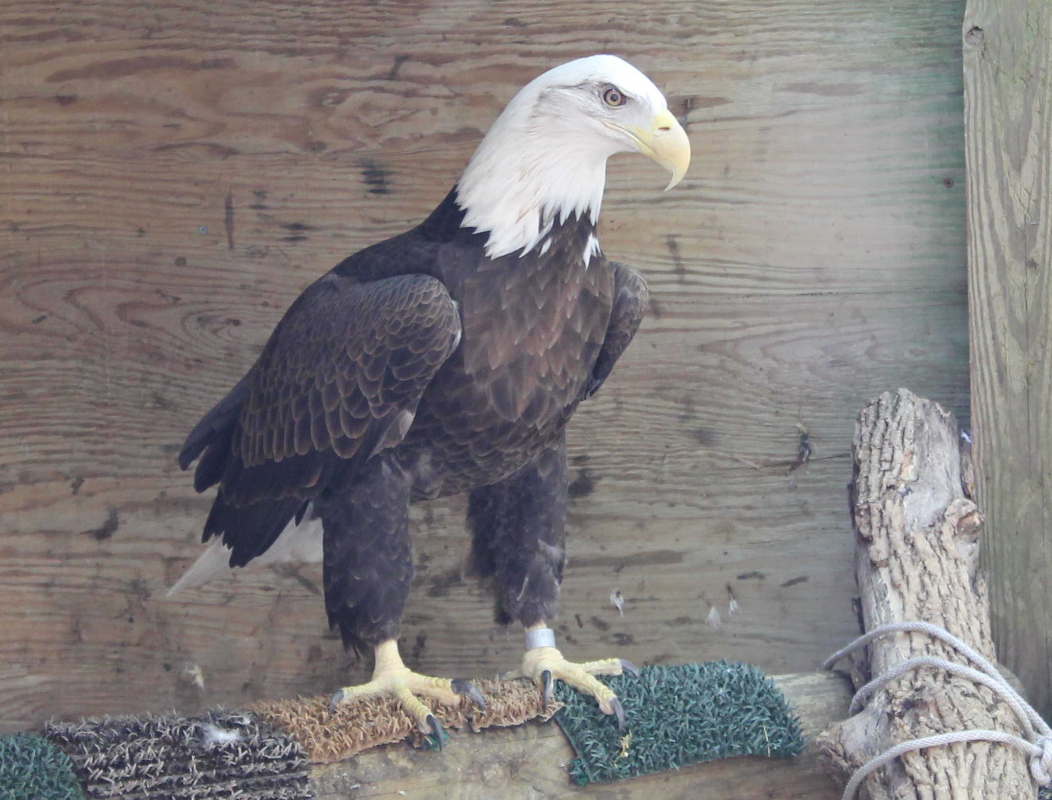 Macbride Nature Recreation Area – Hiking Trails, Raptor Center – Iowa ...