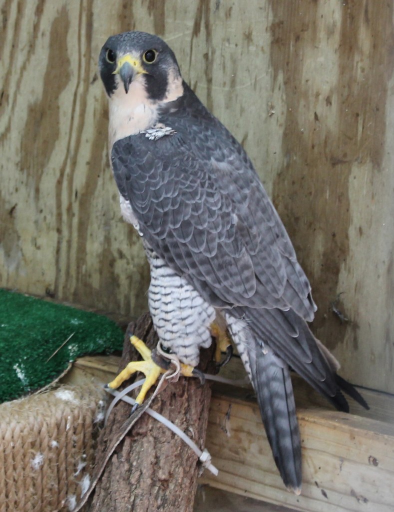 Peregrine Falcon