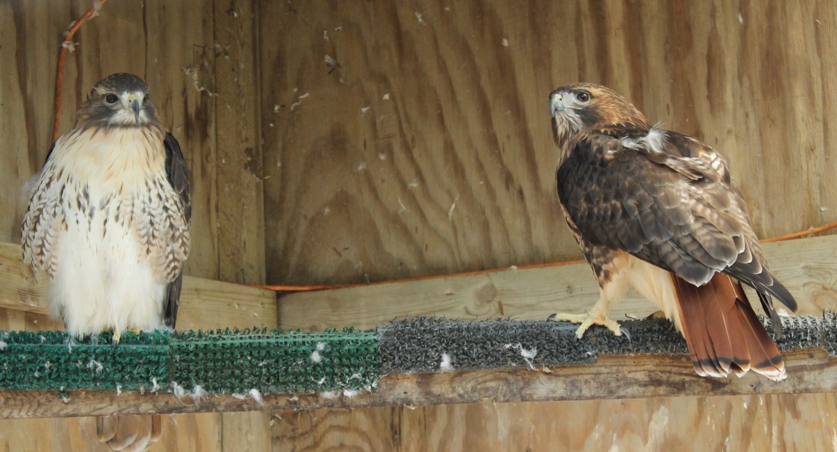Red-Tailed Hawks