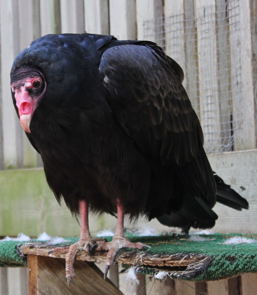 Turkey Vulture