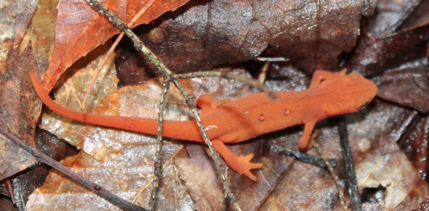 red-spotted newt
