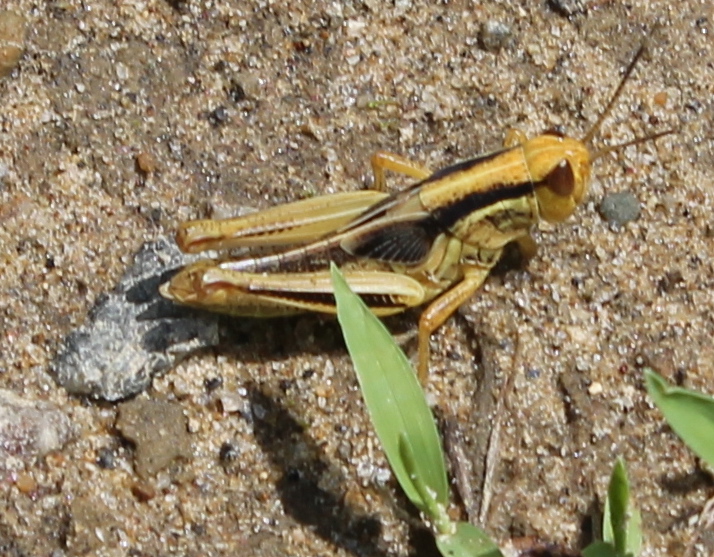 Short-winged yellow and black grasshopper