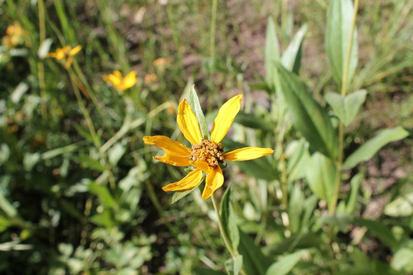 cutleaf balsamroot
