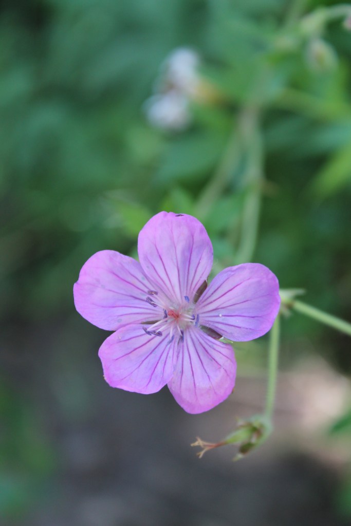 sticky purple geranium
