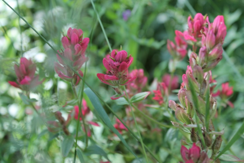 Indian paintbrush
