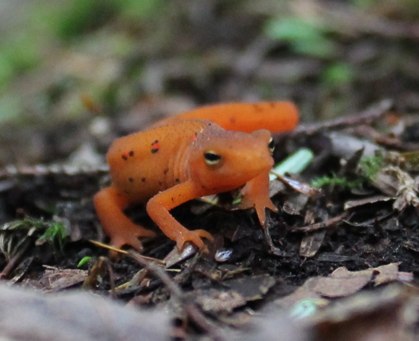 red-spotted newt