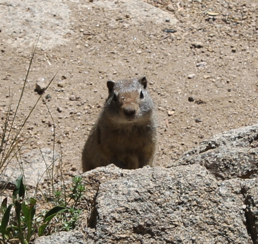 Uinta Ground Squirrel