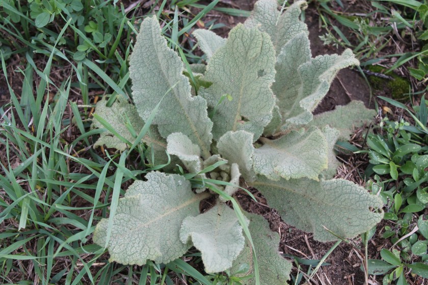 Lamb's Ear