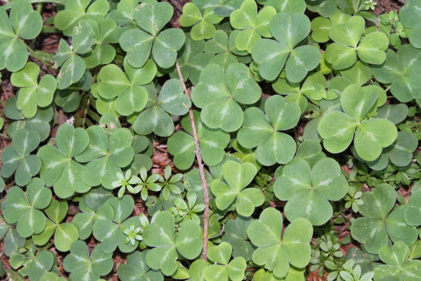Redwood sorrel