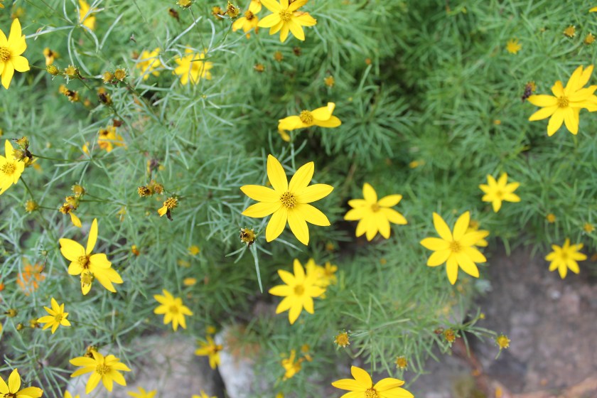 Coreopsis