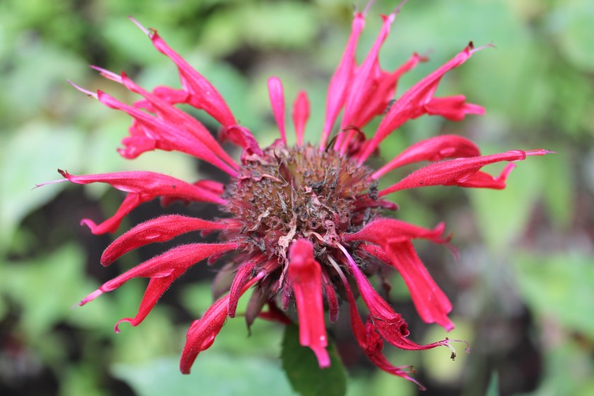 bee balm